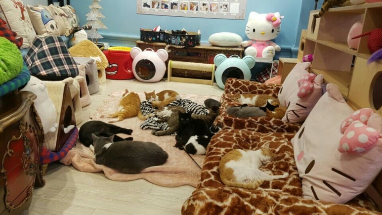 냥이마을 이미지