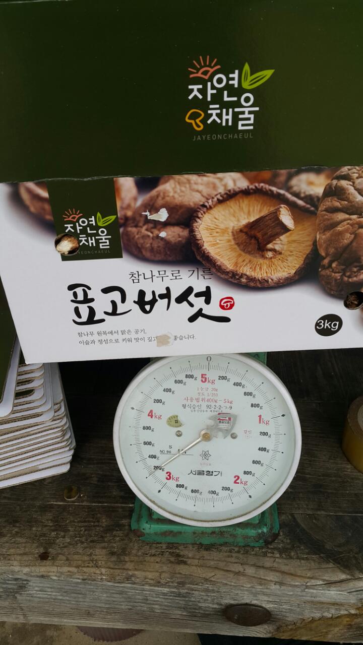 무등산버섯 이미지