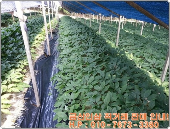 금산인삼직거래 이미지