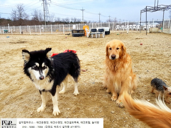 설악애견 이미지