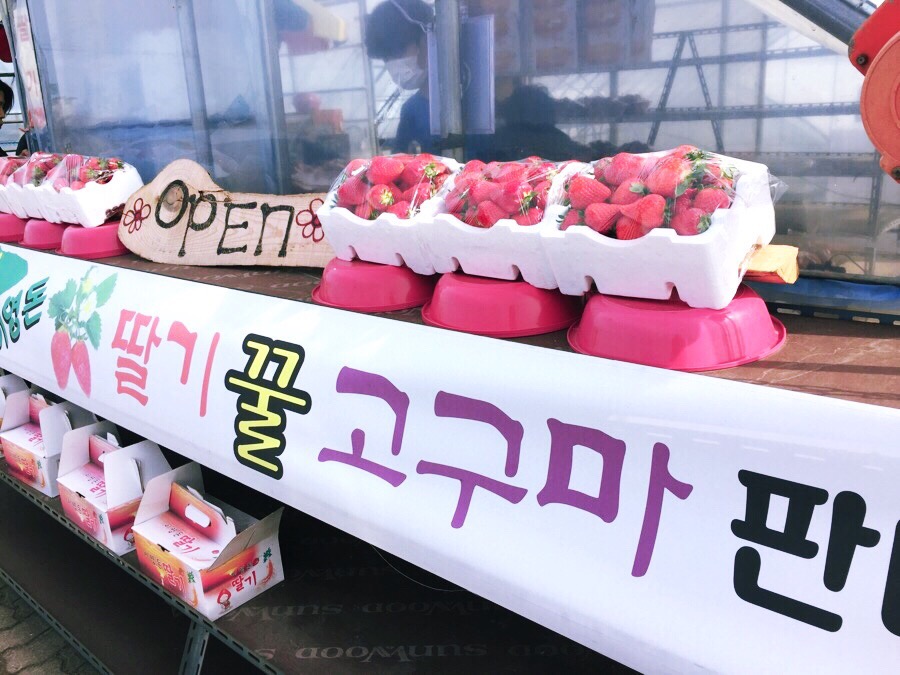 이영돈딸기 이미지