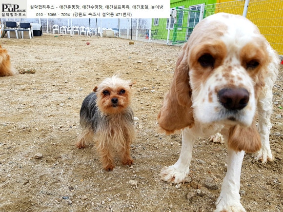 설악애견 이미지