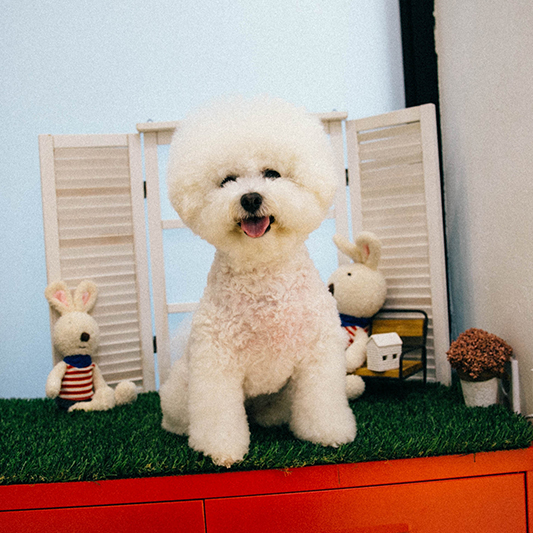 켈리스파 이미지