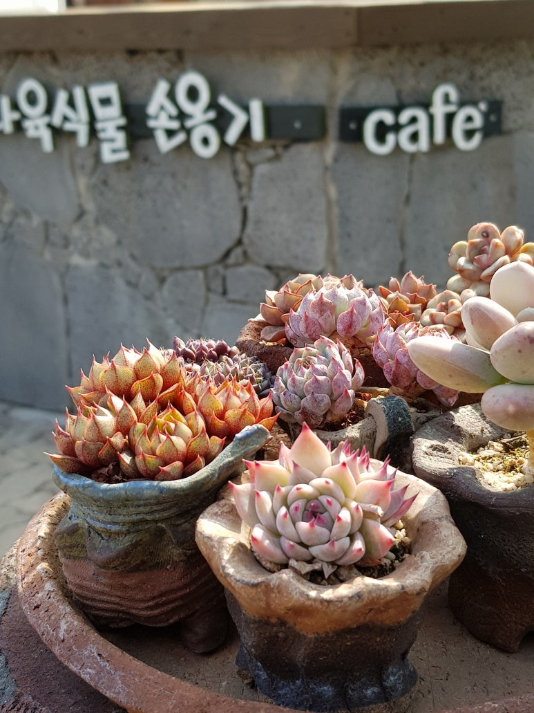 다육식물손옹기 이미지