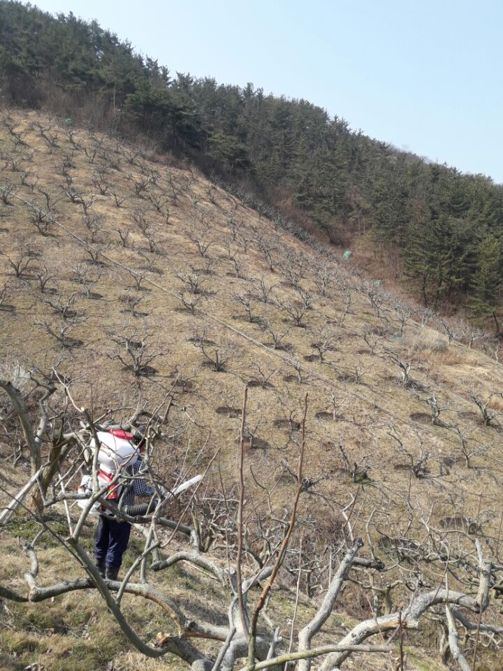 대일농원 이미지