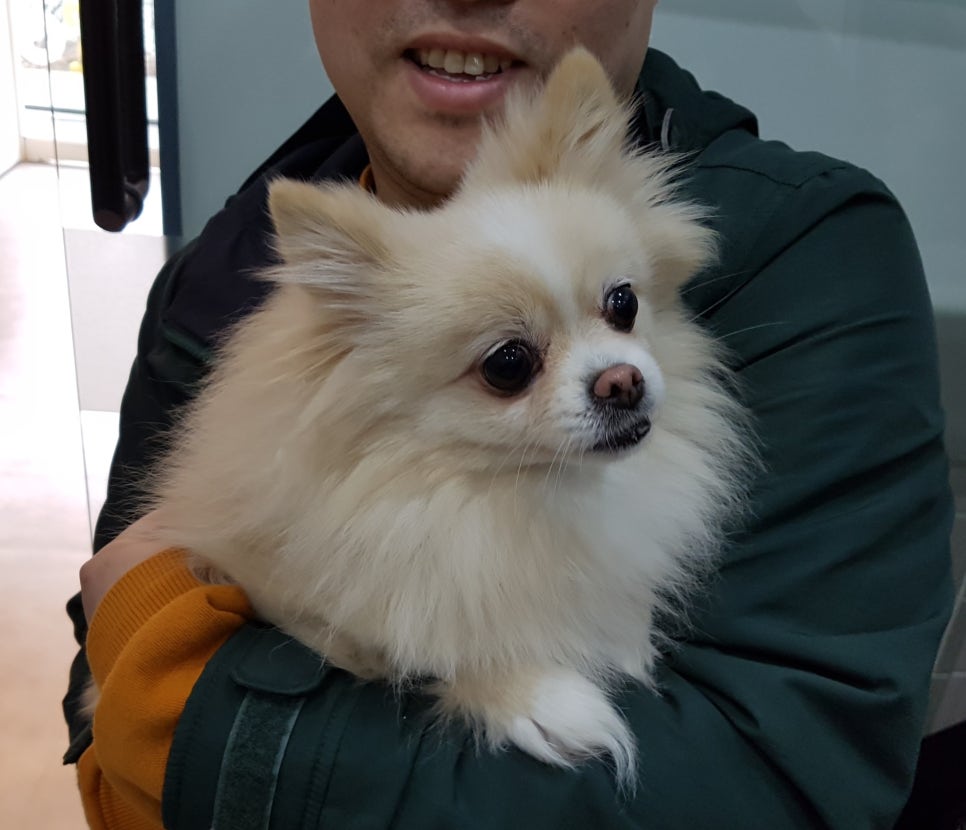 개똥이 이미지