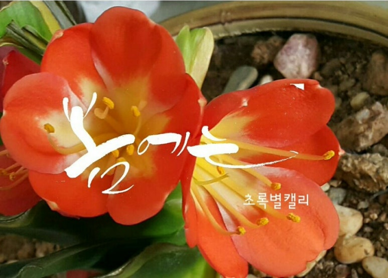 다시봄캘리 이미지