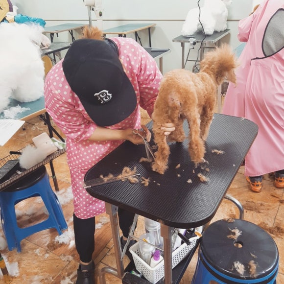 이현경애견미용학원 이미지