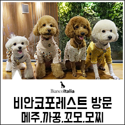 비안코 포레스트 이미지