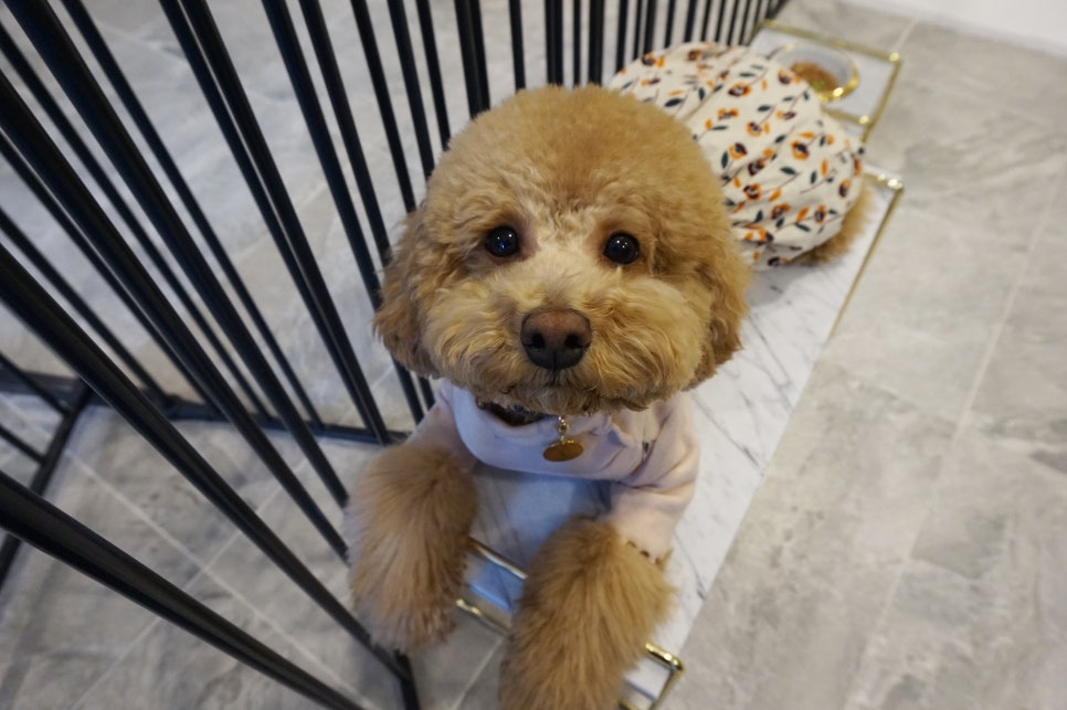 비안코 포레스트 이미지