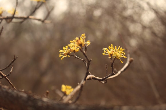 산유화 이미지