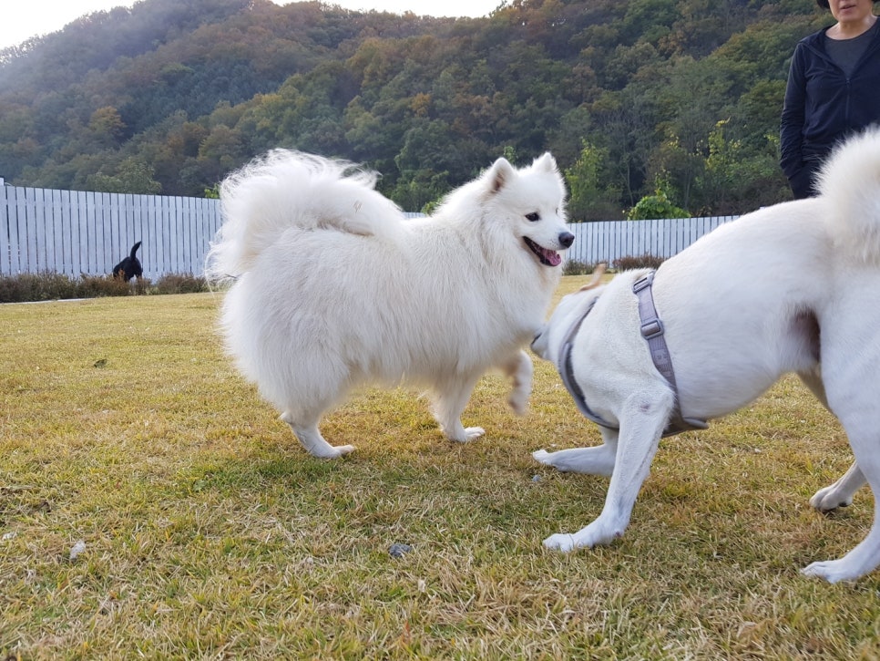 푸딩하우스 이미지