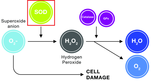 인체의 내인성 항산화 효소 중 가장 강력한 효소 SOD(superoxide dismutase) : 네이버 블로그