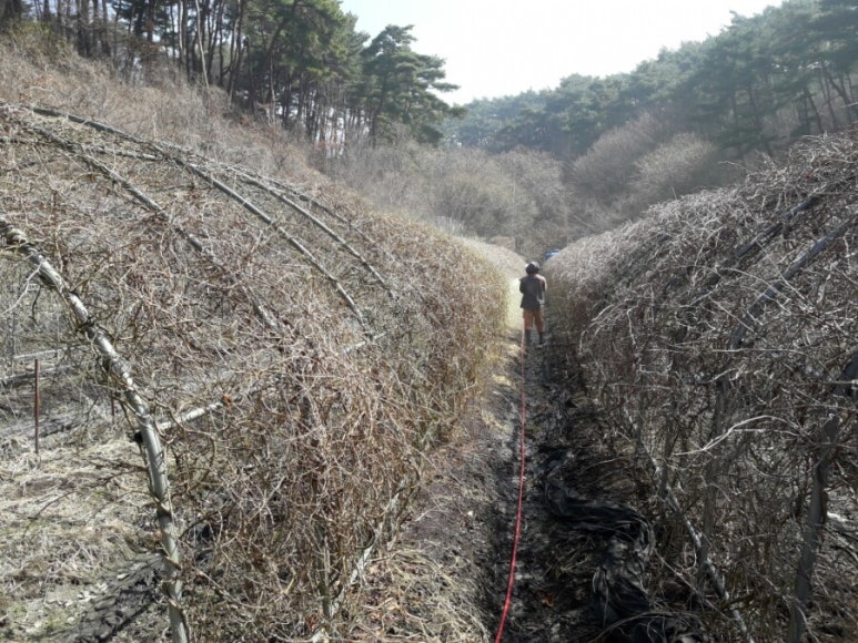 천진농장 이미지