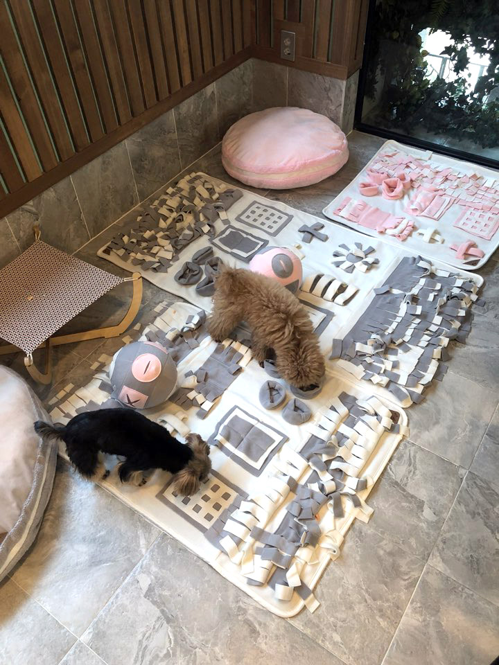 비안코 포레스트 이미지