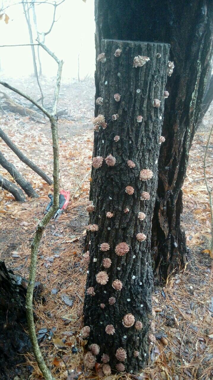 무등산버섯 이미지