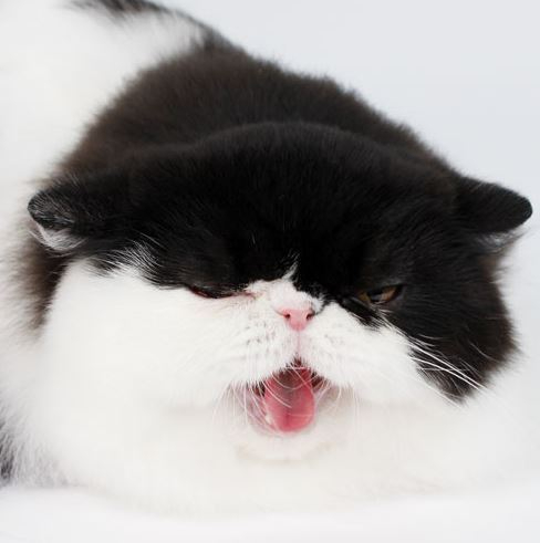 야옹이헤어 이미지