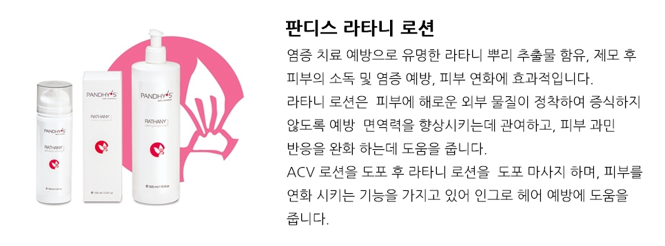 판디스 이미지