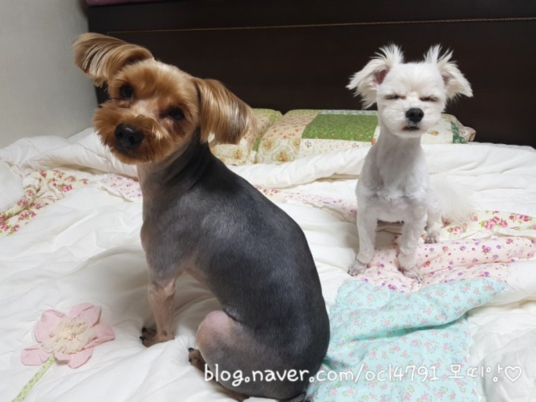 모띠앙 이미지