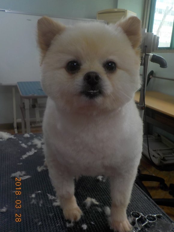 이현경애견미용학원 이미지