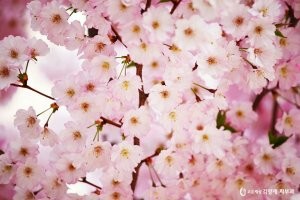 세명여행사 이미지