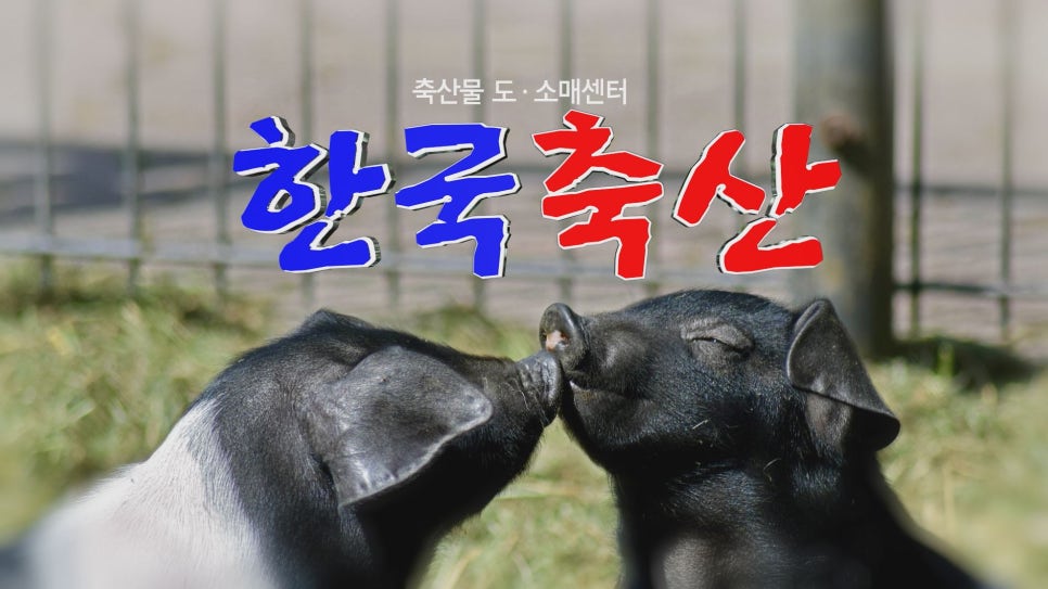 한국축산물도매센타 이미지