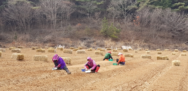 봄삼 이미지