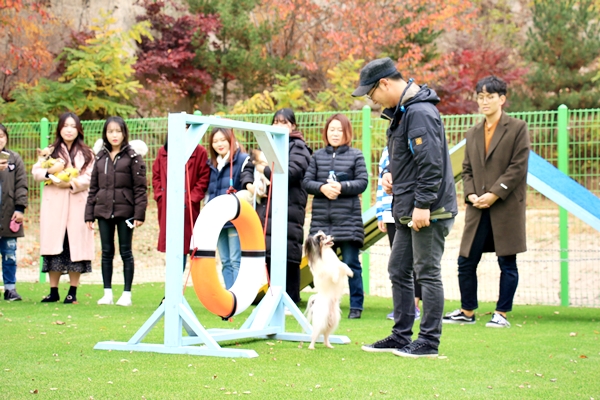 한국동물실용전문학교 이미지