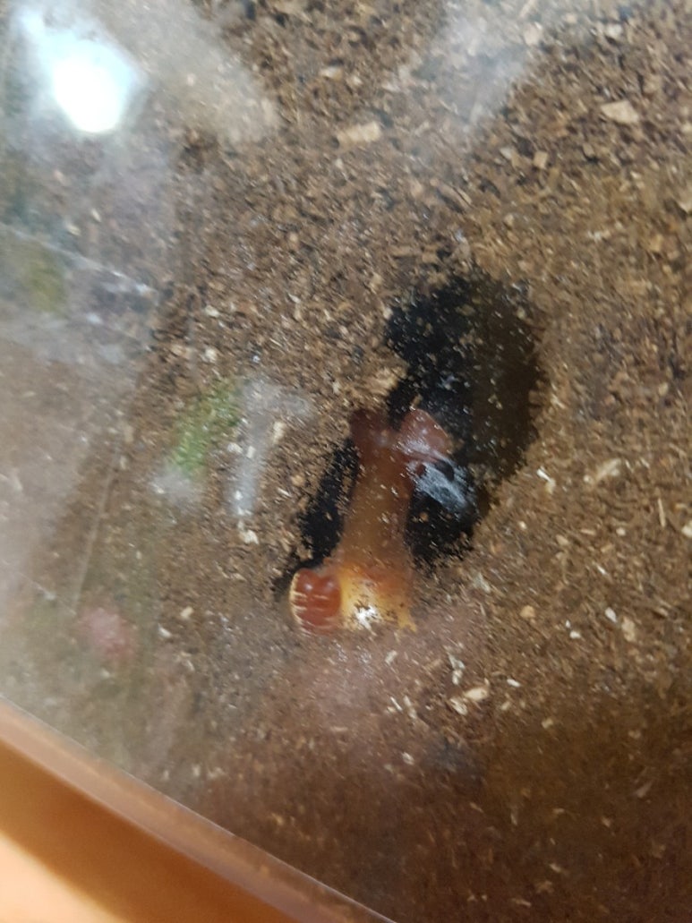 요녀석 이미지