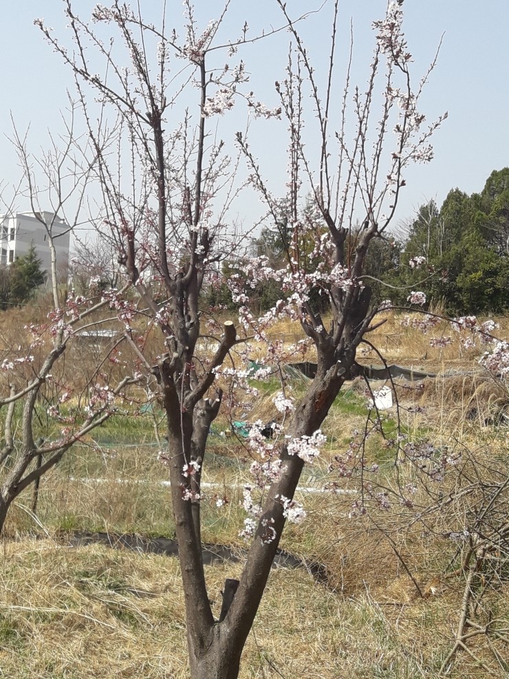 장산꽃농원 이미지