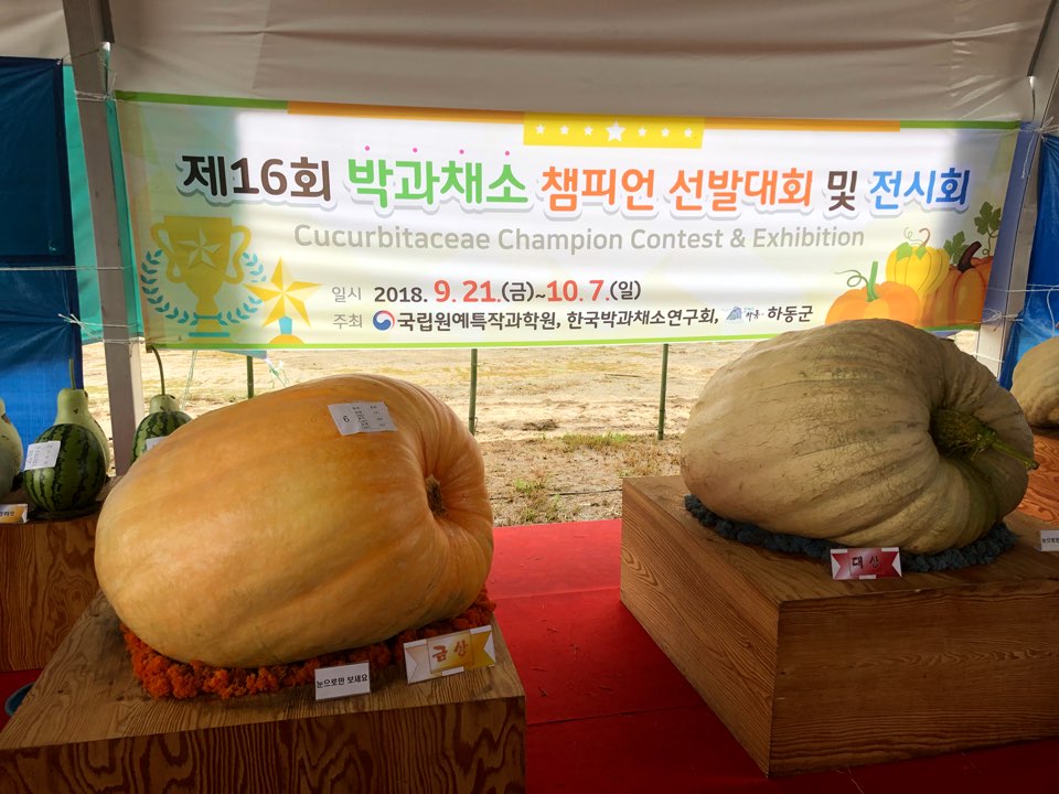 코스모스슈퍼 이미지