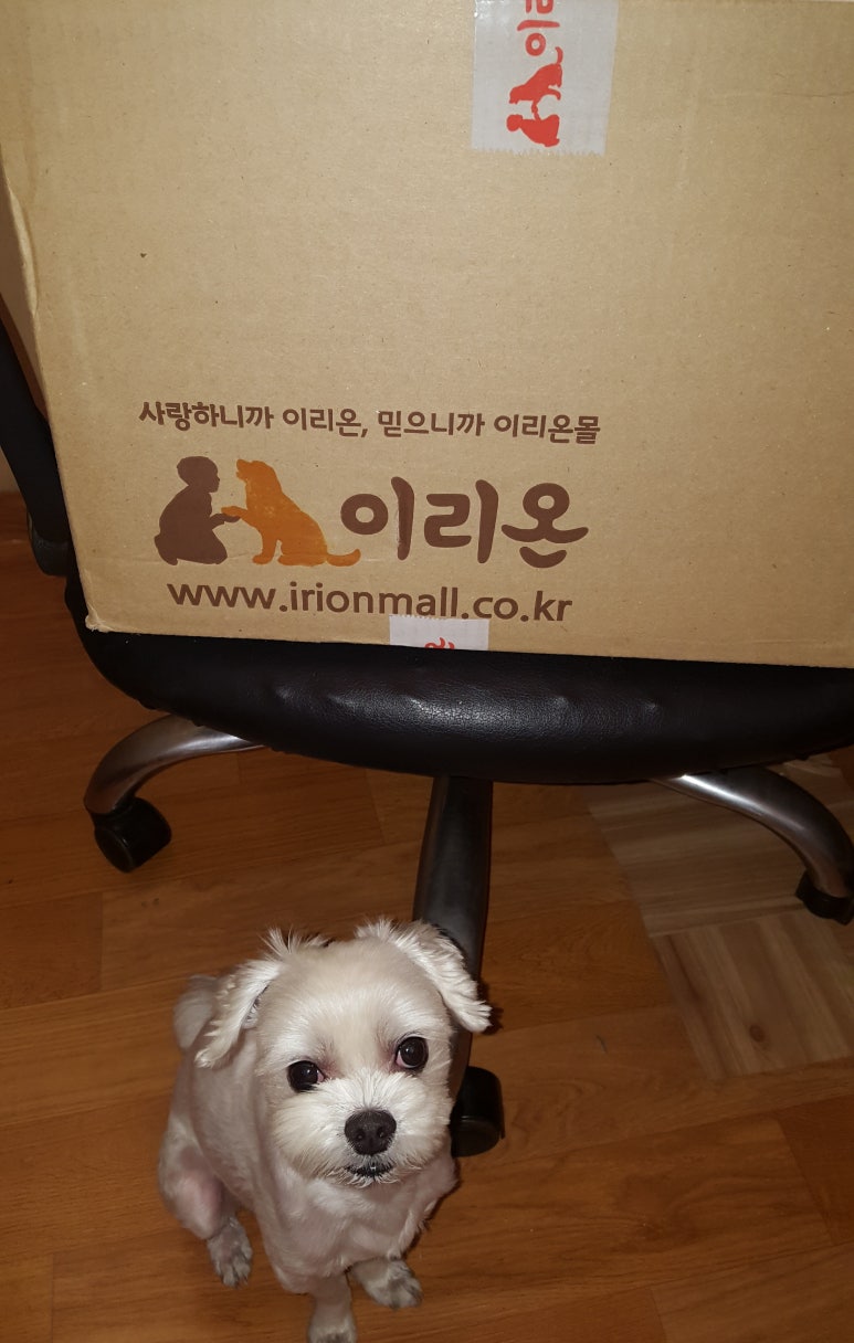 야옹이몰 이미지