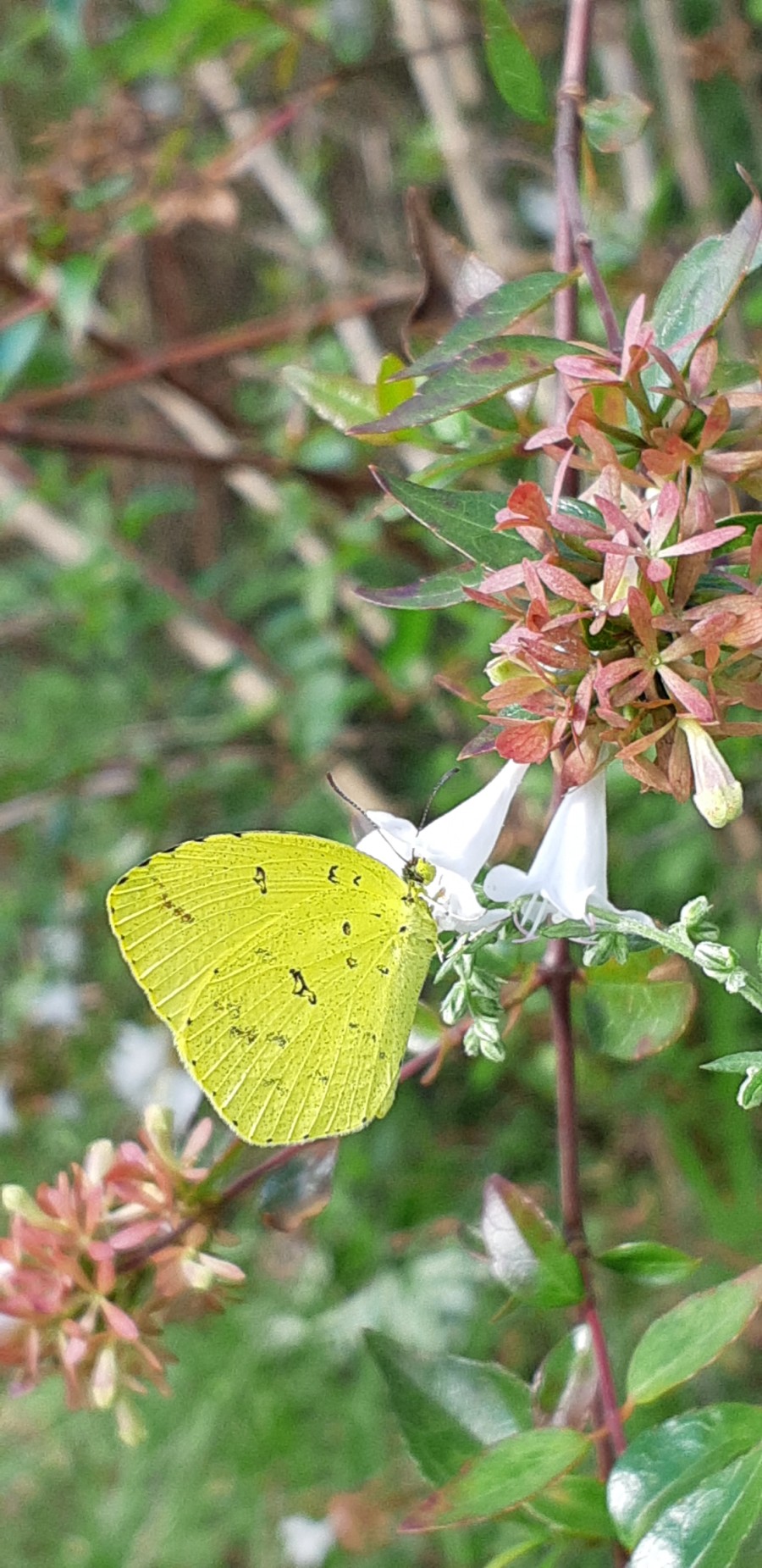 커피빈주 이미지