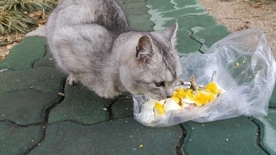 아나이스헤어 이미지
