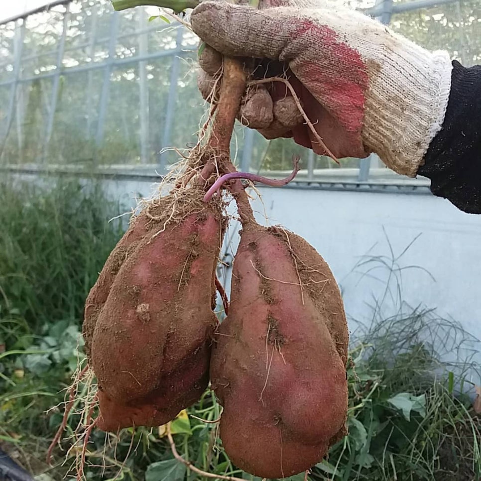 달콤한꿈을꾸는베리농장 이미지
