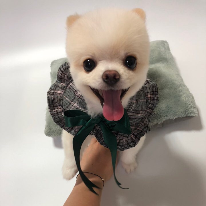 펫지 이미지