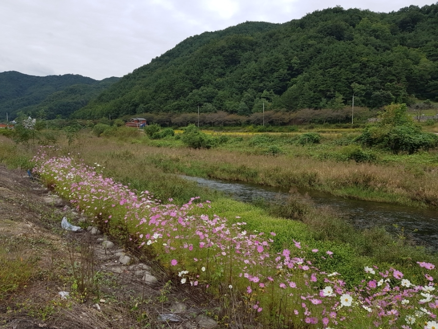 성주자연오토캠핑장 이미지