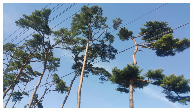 소나무숲식당 이미지
