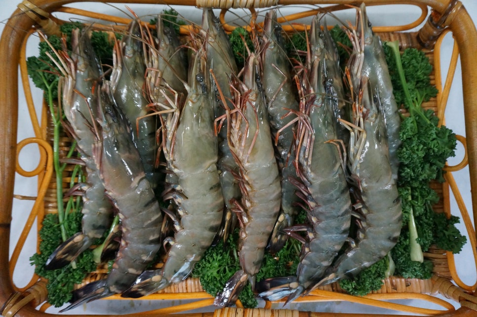 새우몸집 이미지