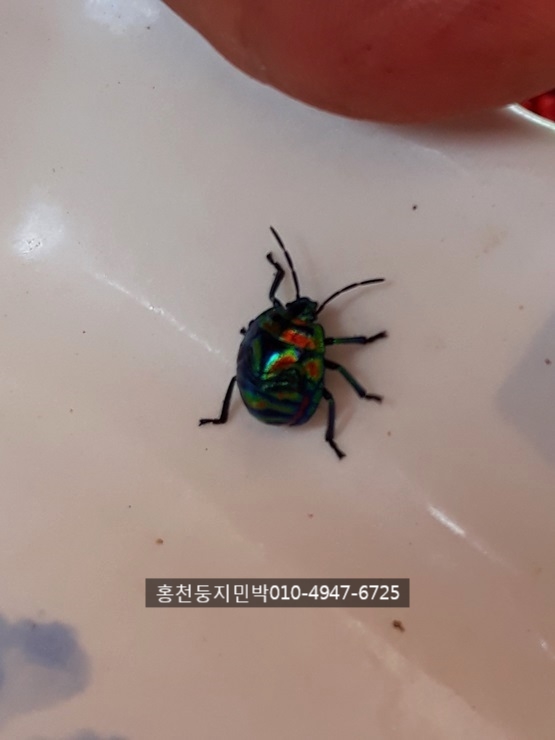 둥지펜션민박 이미지