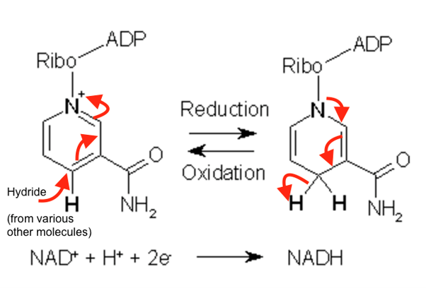 NAD+ -> NADH 과 Birch reaction 관련 이미지 1
