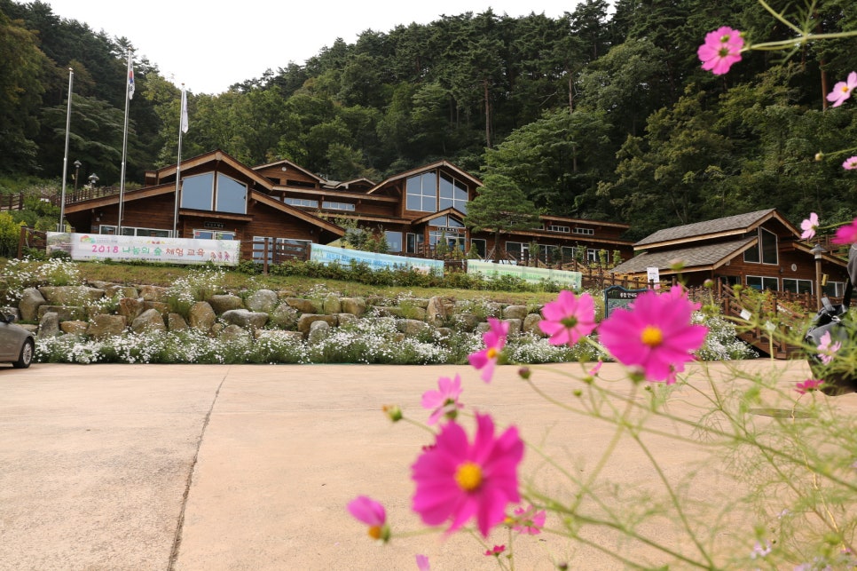 대관령 치유의 숲 이미지