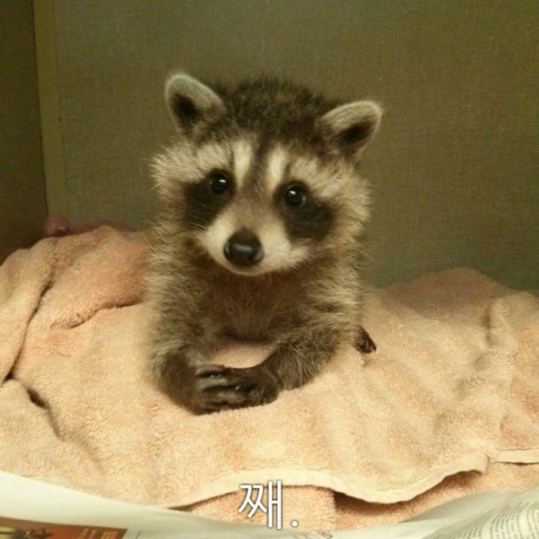 꽃돼지 이미지