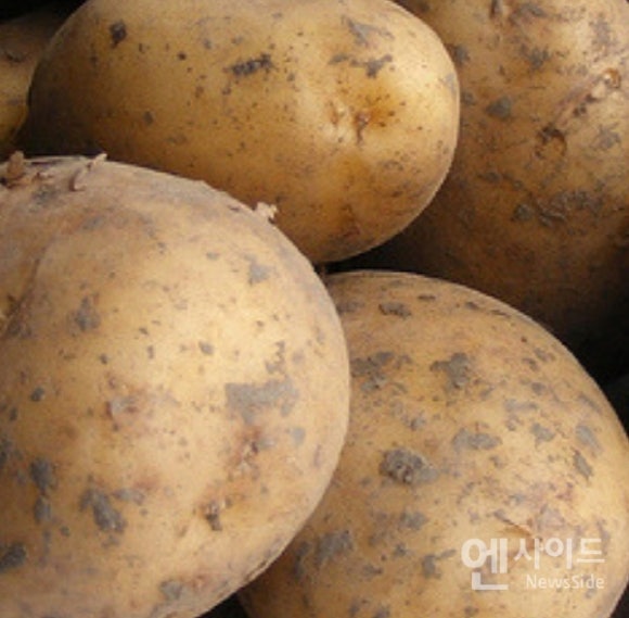 강원감자농협조합공동사업법인 이미지