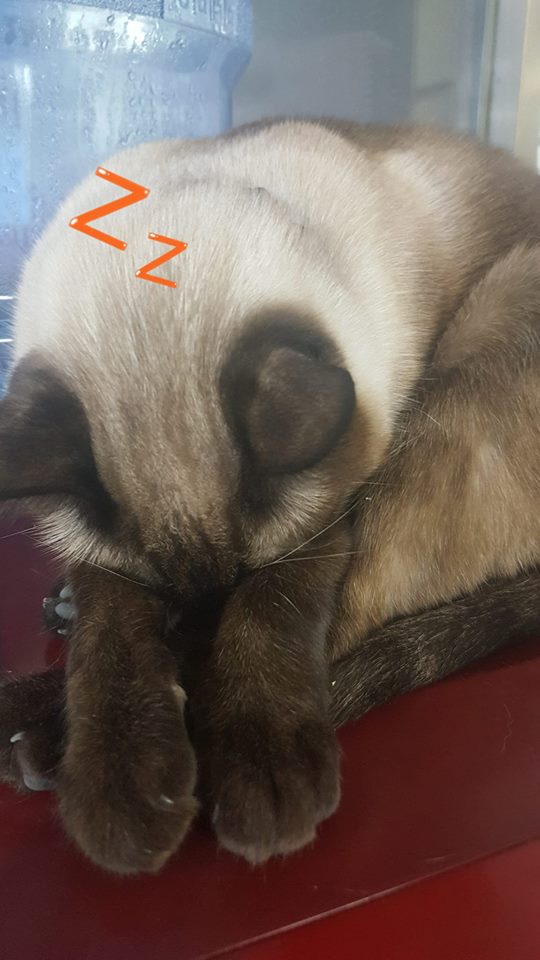 로얄당구장 이미지