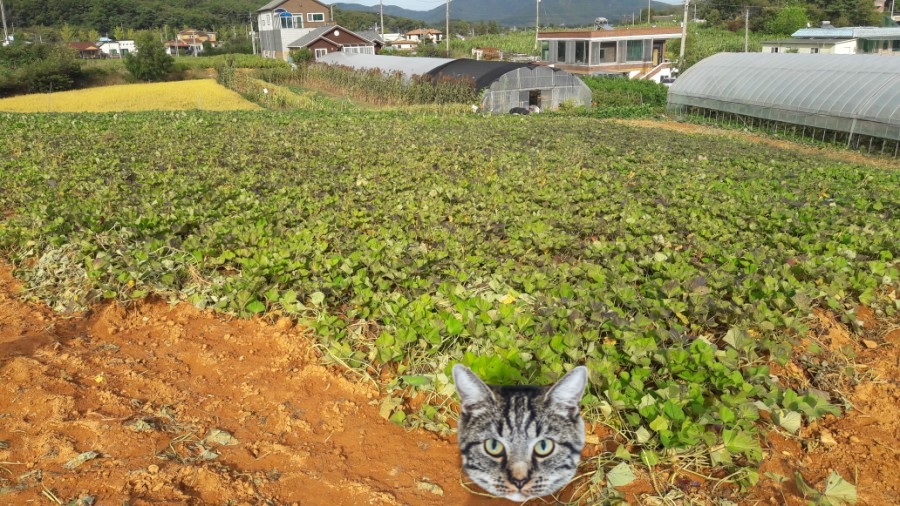 강화도황금농원 이미지