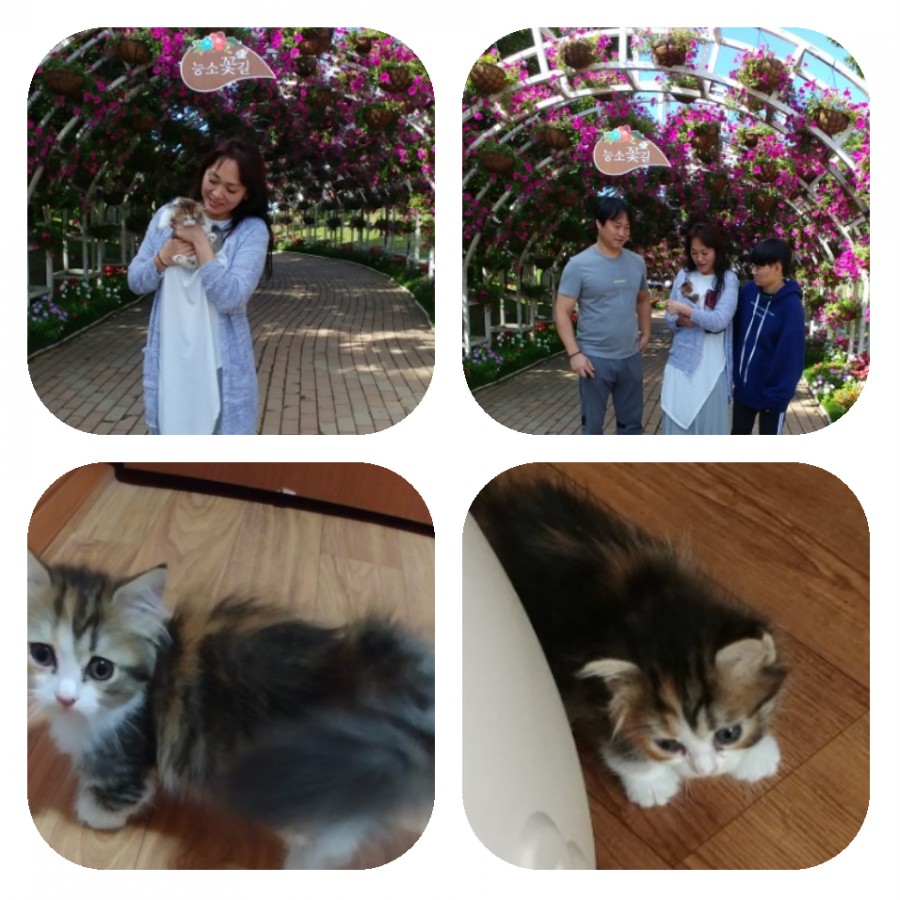 삼층고양이 이미지