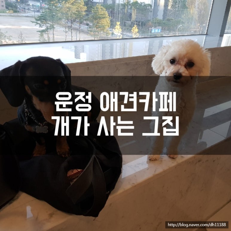 개가 사는 그집 이미지
