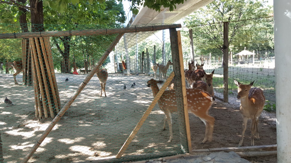 성수 족발 이미지