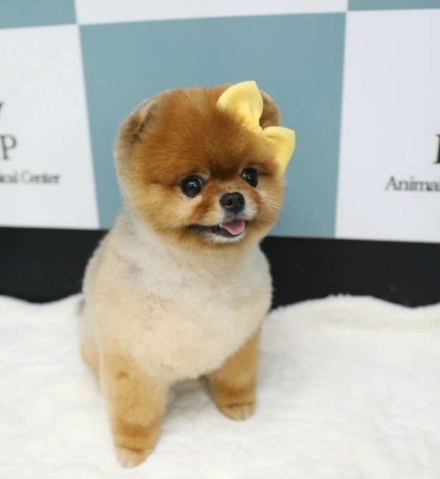 피엔피PC 이미지